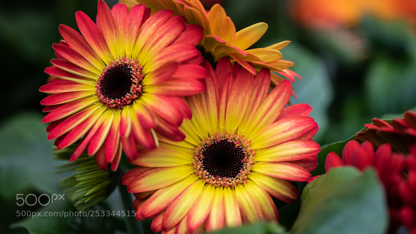 Canon EOS 5D Mark IV sample photo. Greenhouse photography