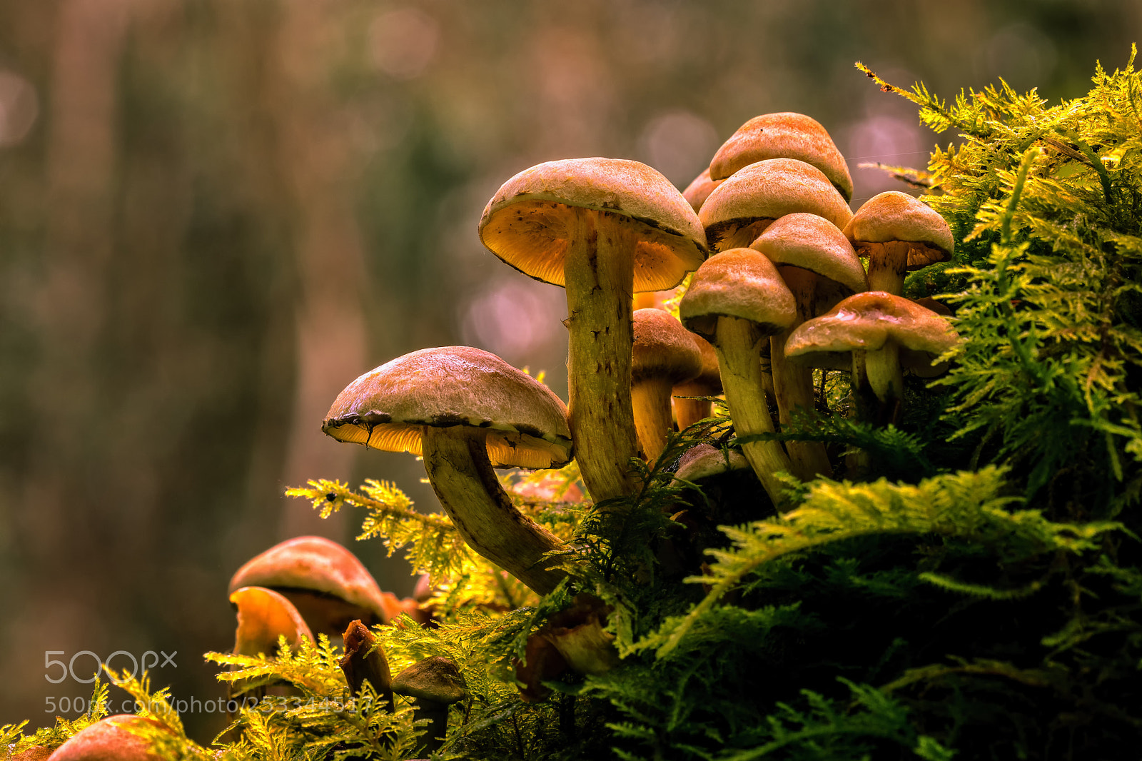 Canon EOS 80D sample photo. Autumn forest photography