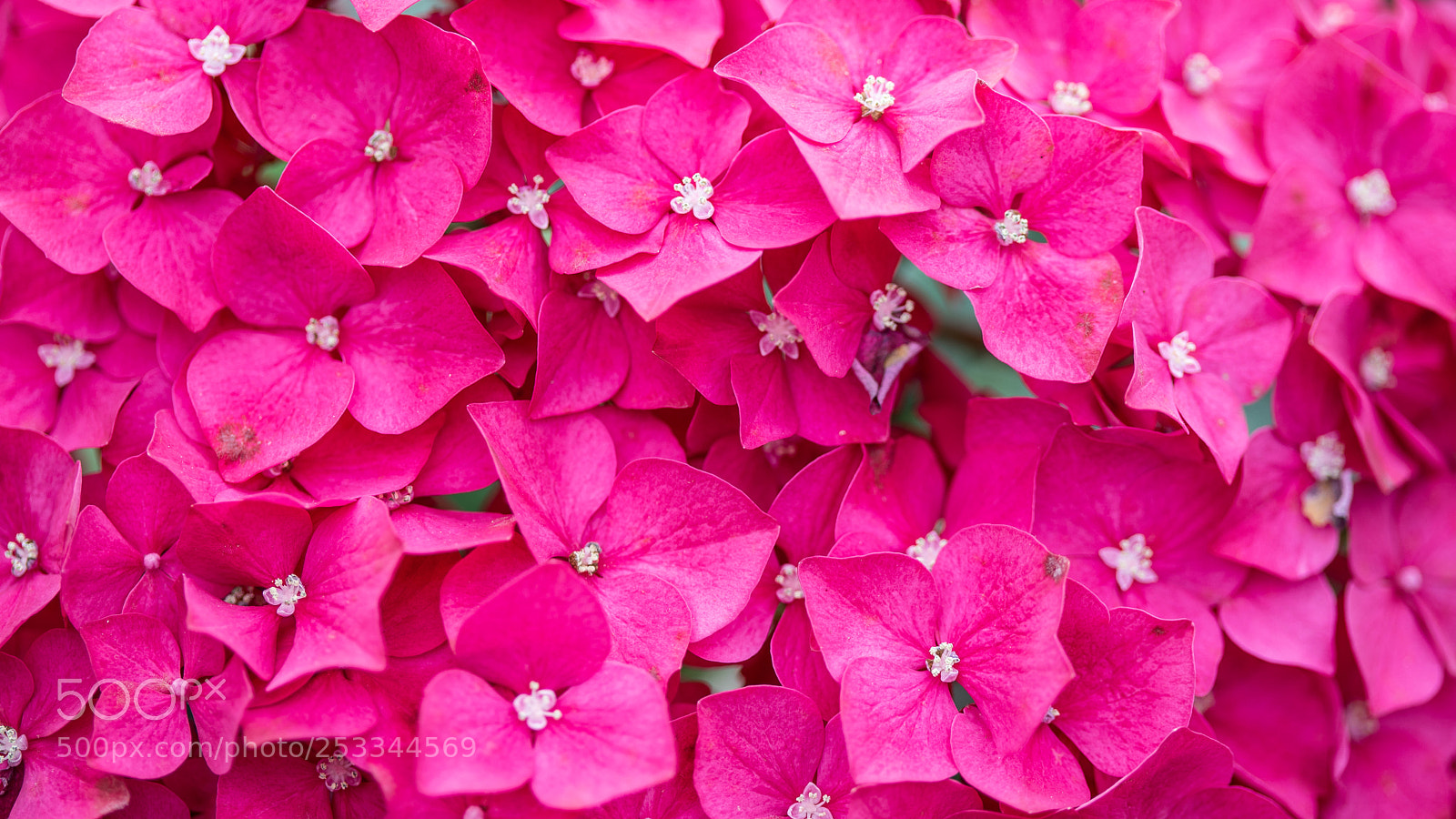 Canon EOS 5D Mark IV sample photo. Greenhouse photography