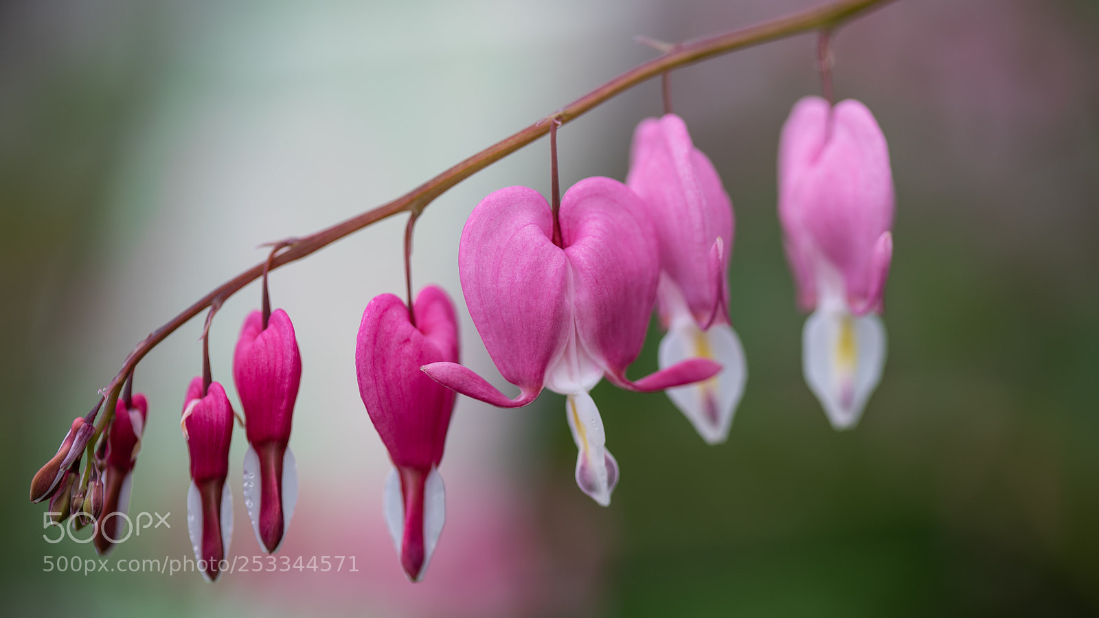 Canon EOS 5D Mark IV sample photo. Greenhouse photography