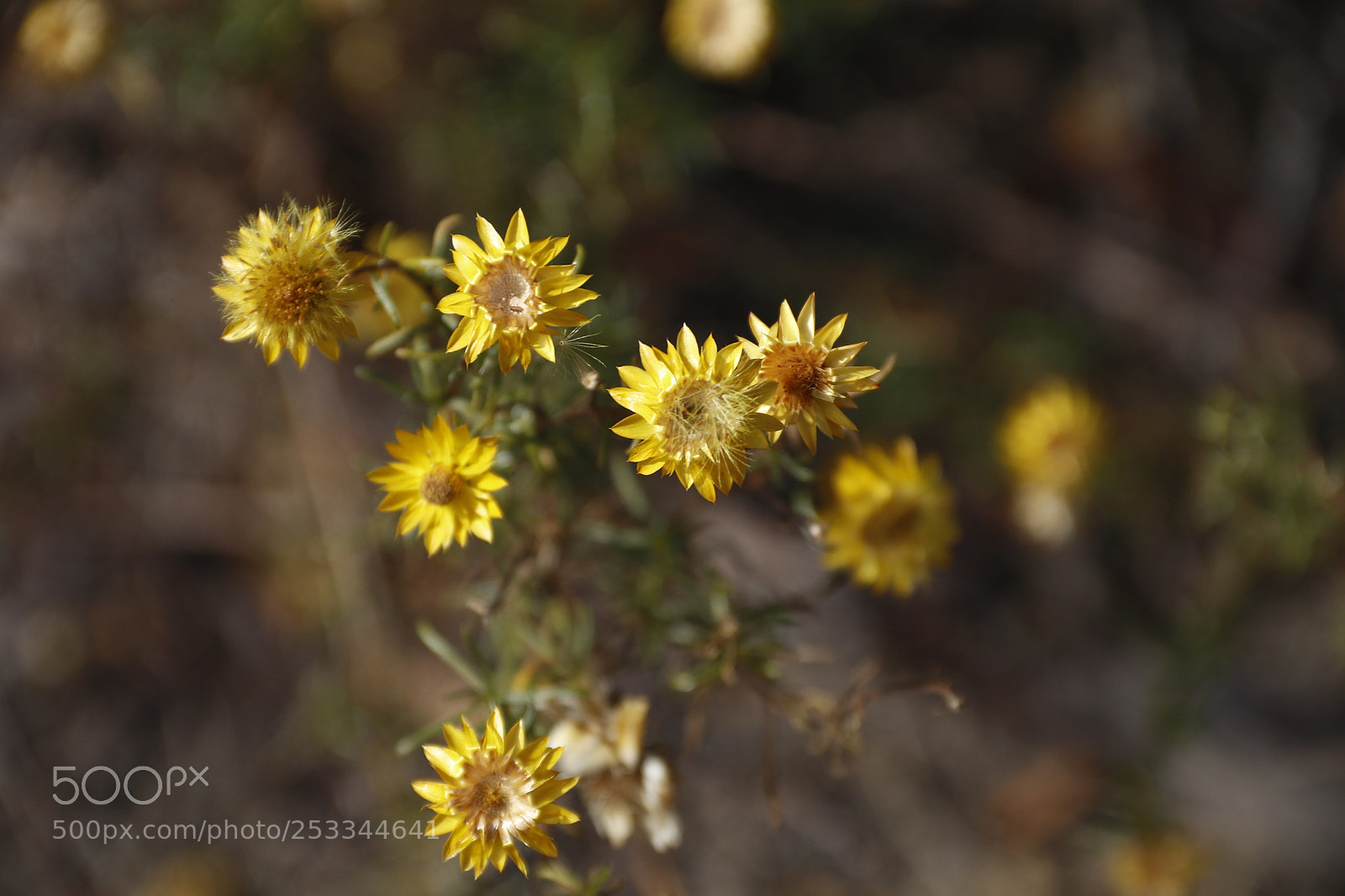 Canon EOS 80D sample photo. In april, wildflowers endure ... photography