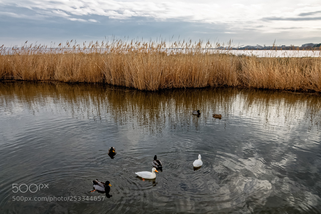 Canon EOS 760D (EOS Rebel T6s / EOS 8000D) sample photo. Sur l'eau photography