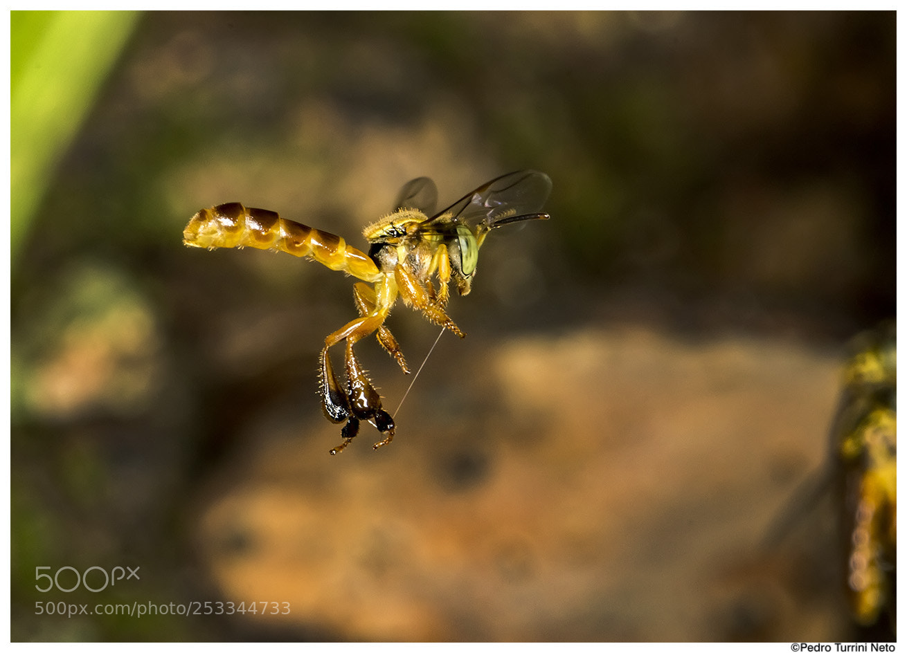 Canon EOS 600D (Rebel EOS T3i / EOS Kiss X5) sample photo. Bee tetragonisca angustula flying photography
