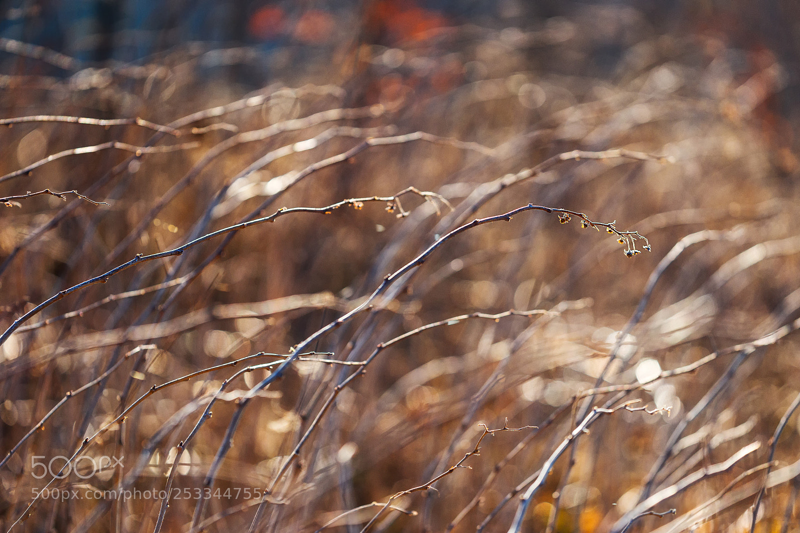 Sony SLT-A99V sample photo. Buckled photography