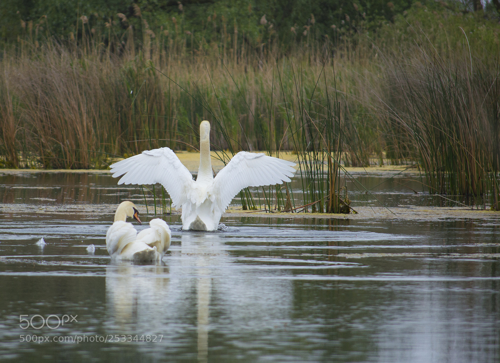 Nikon D3200 sample photo. Swan photography