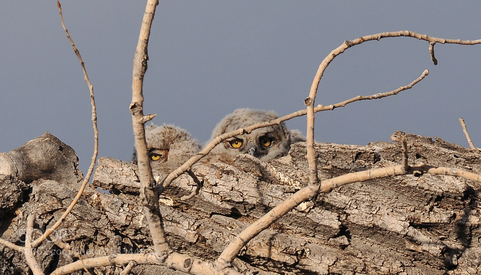 Nikon D300S sample photo. Spring in the cottonwood photography