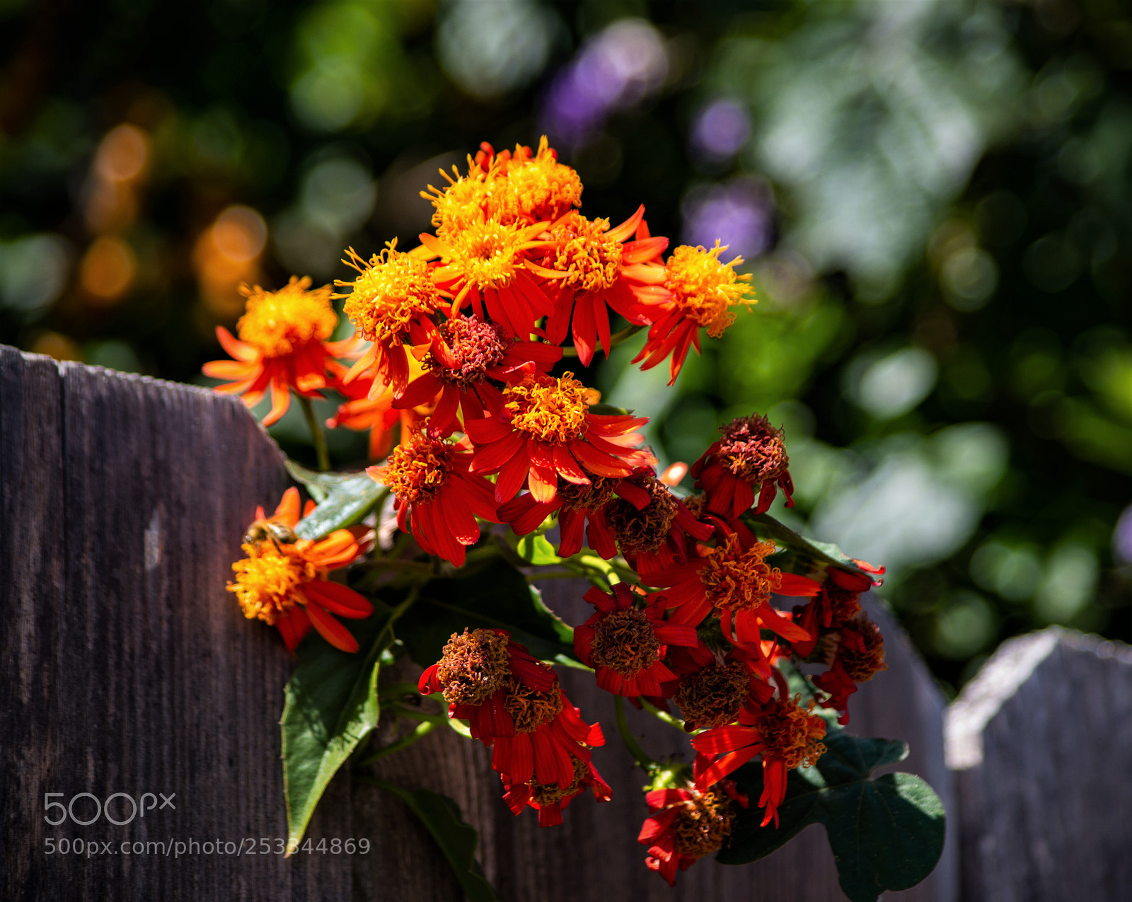 Pentax K-50 sample photo. On the fence photography