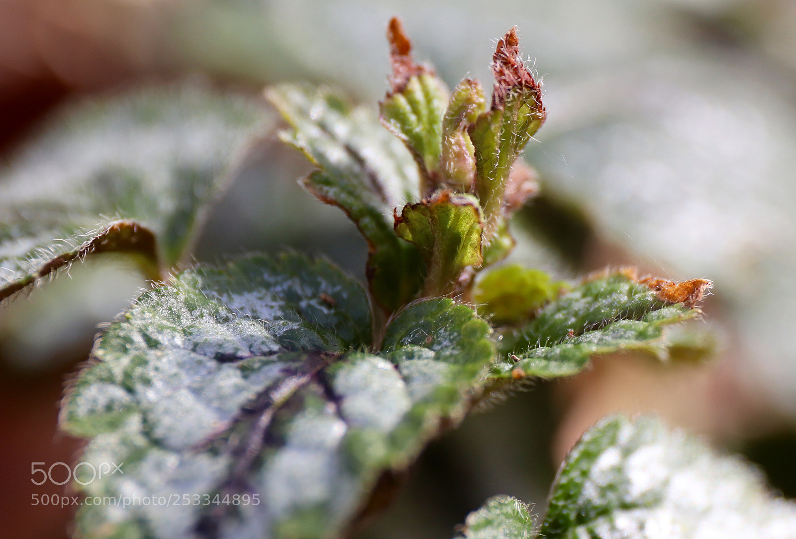 Canon EOS 77D (EOS 9000D / EOS 770D) sample photo. Brogetbladet brunnera photography