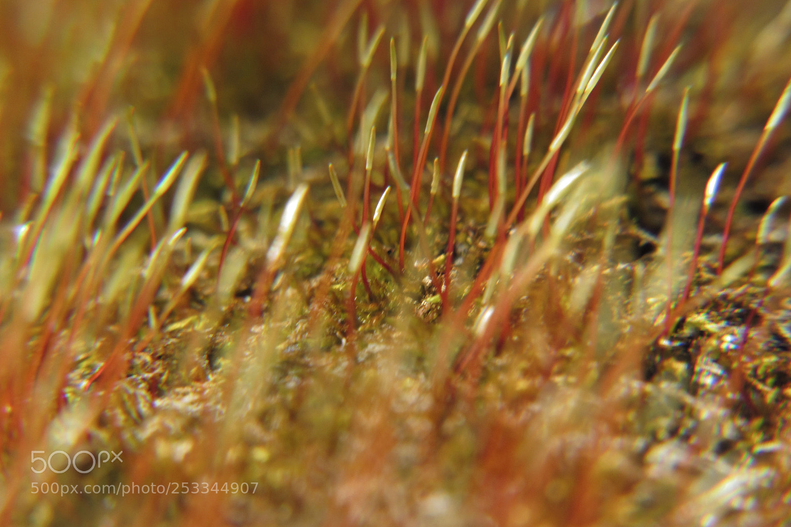 Canon PowerShot SX530 HS sample photo. Tree moss photography