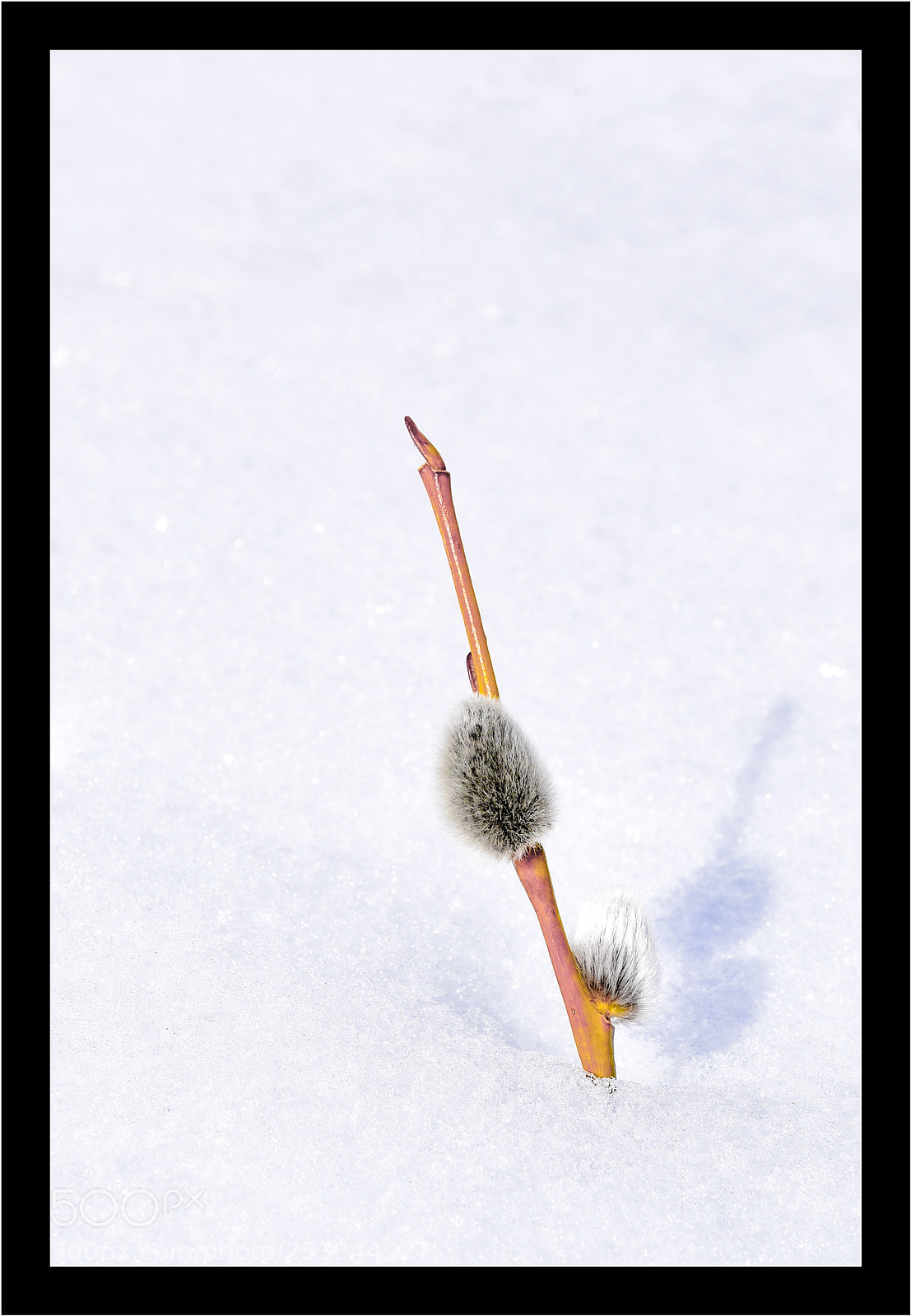 Nikon D5300 sample photo. Hiver-printemps photography