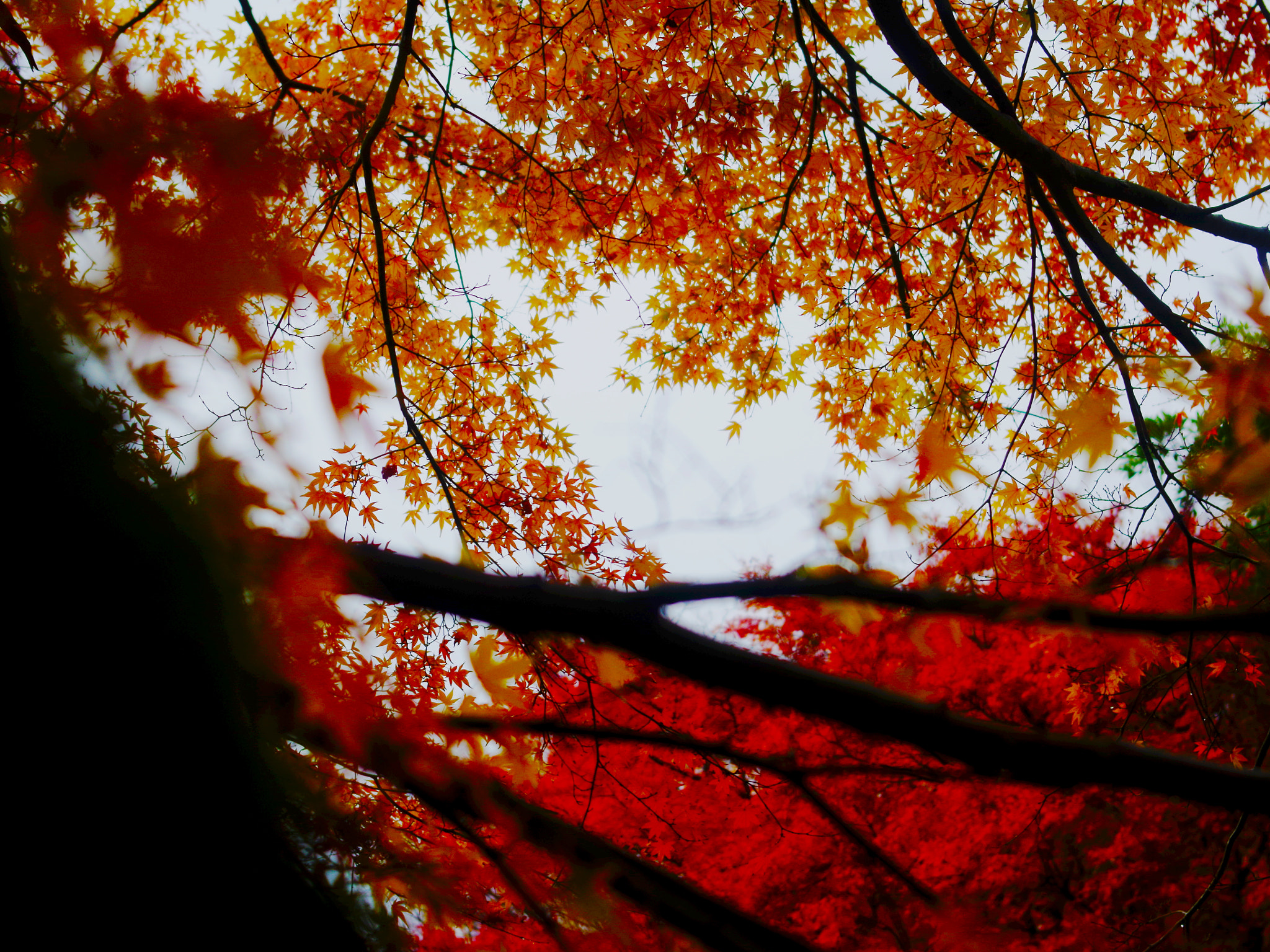 Pentax K-01 sample photo. Leaves photography