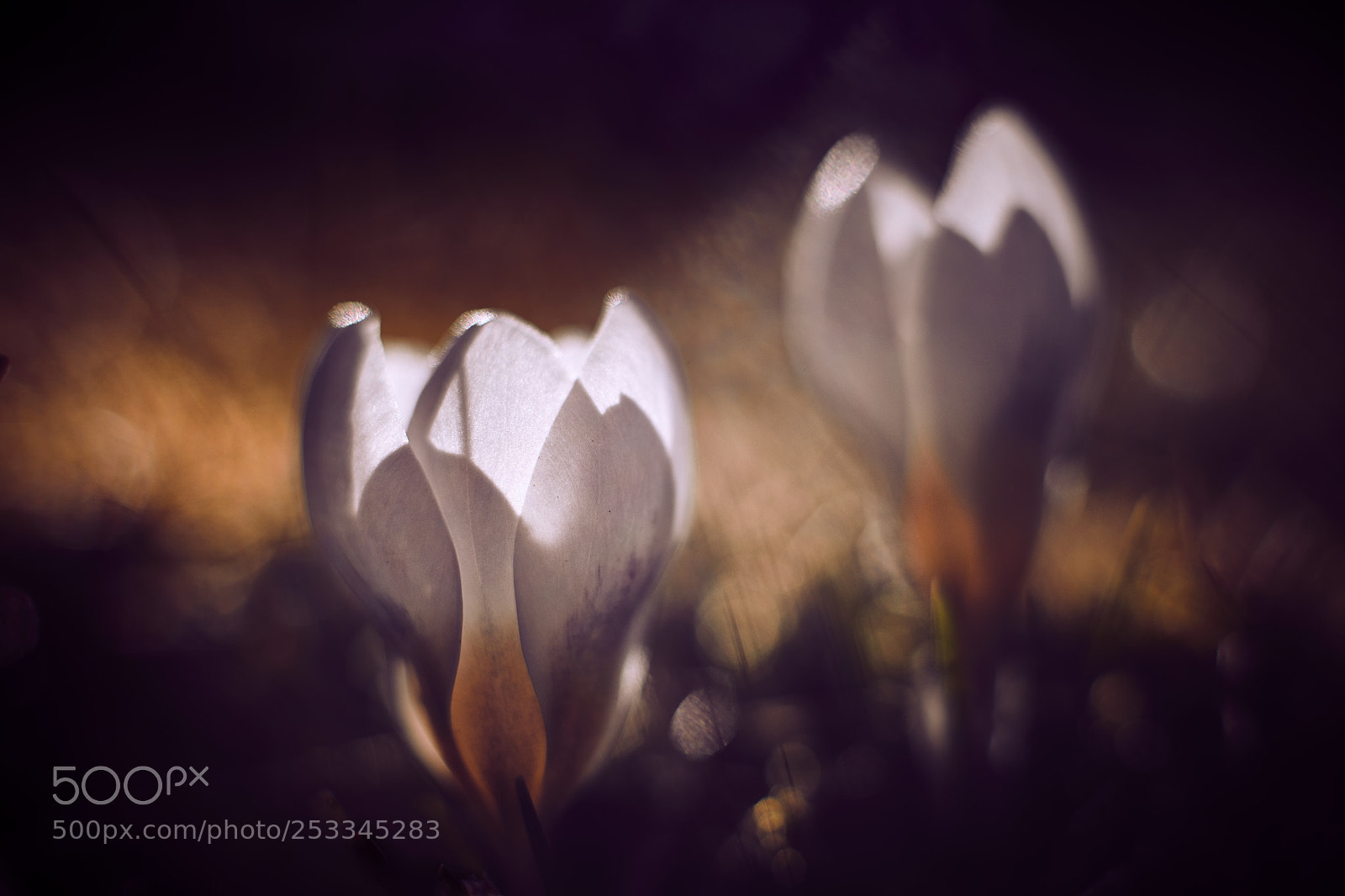 Nikon D850 sample photo. Evening light photography