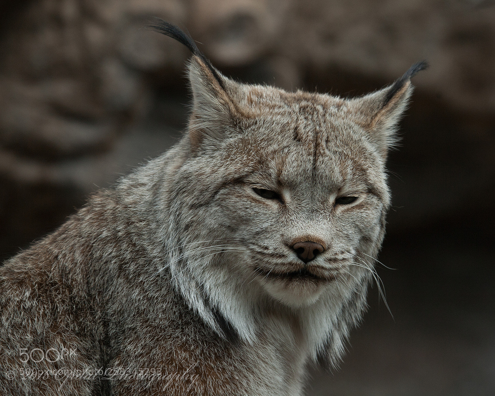 Canon EOS 5D sample photo. Lynx photography