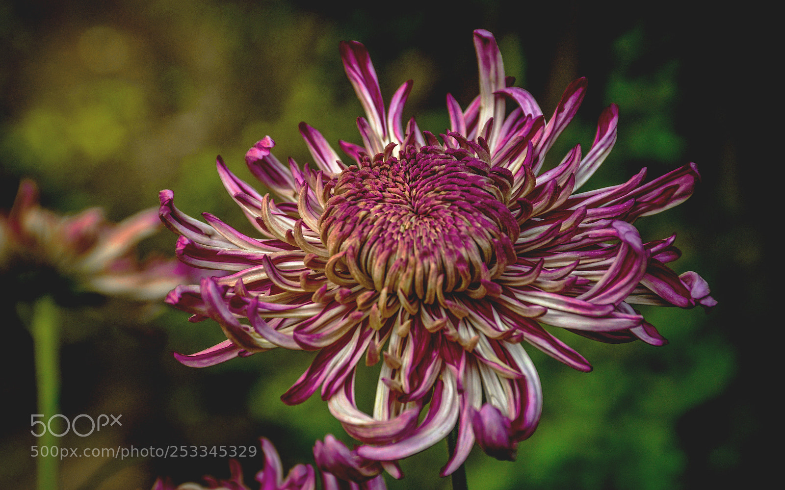 Nikon D7000 sample photo. Flower photography