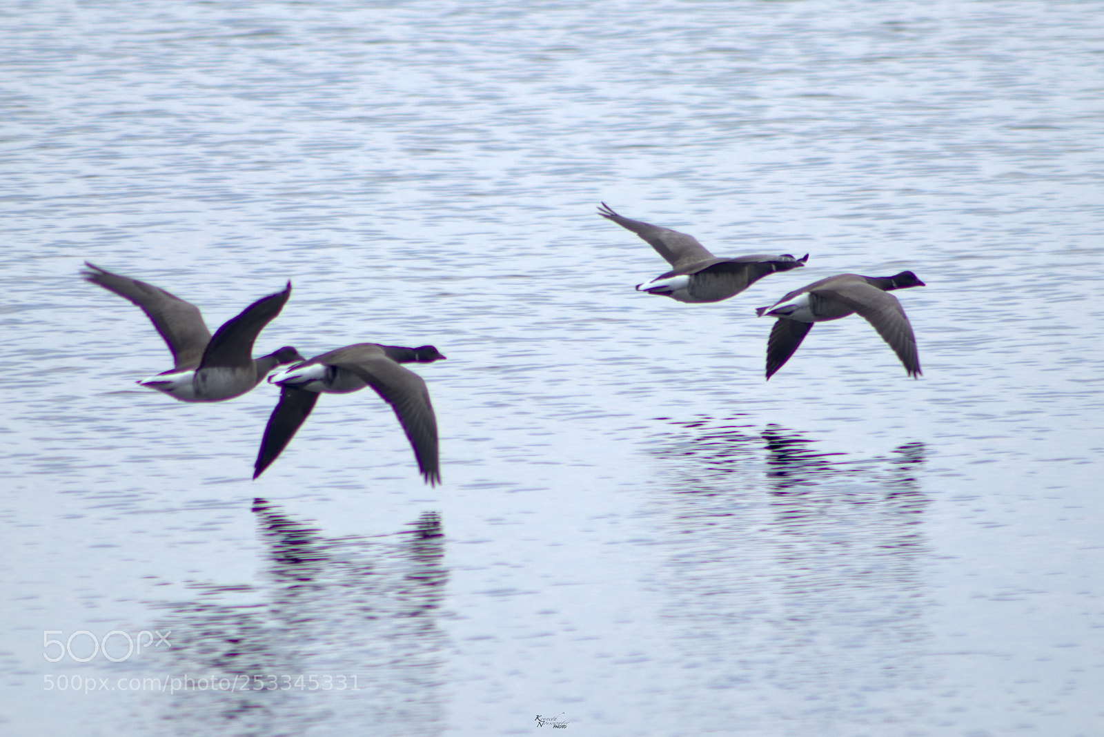 Canon EOS M5 sample photo. Ducks in flight photography