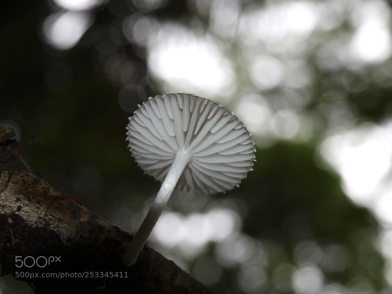 Olympus E-420 (EVOLT E-420) sample photo. Amazonian mushroom photography