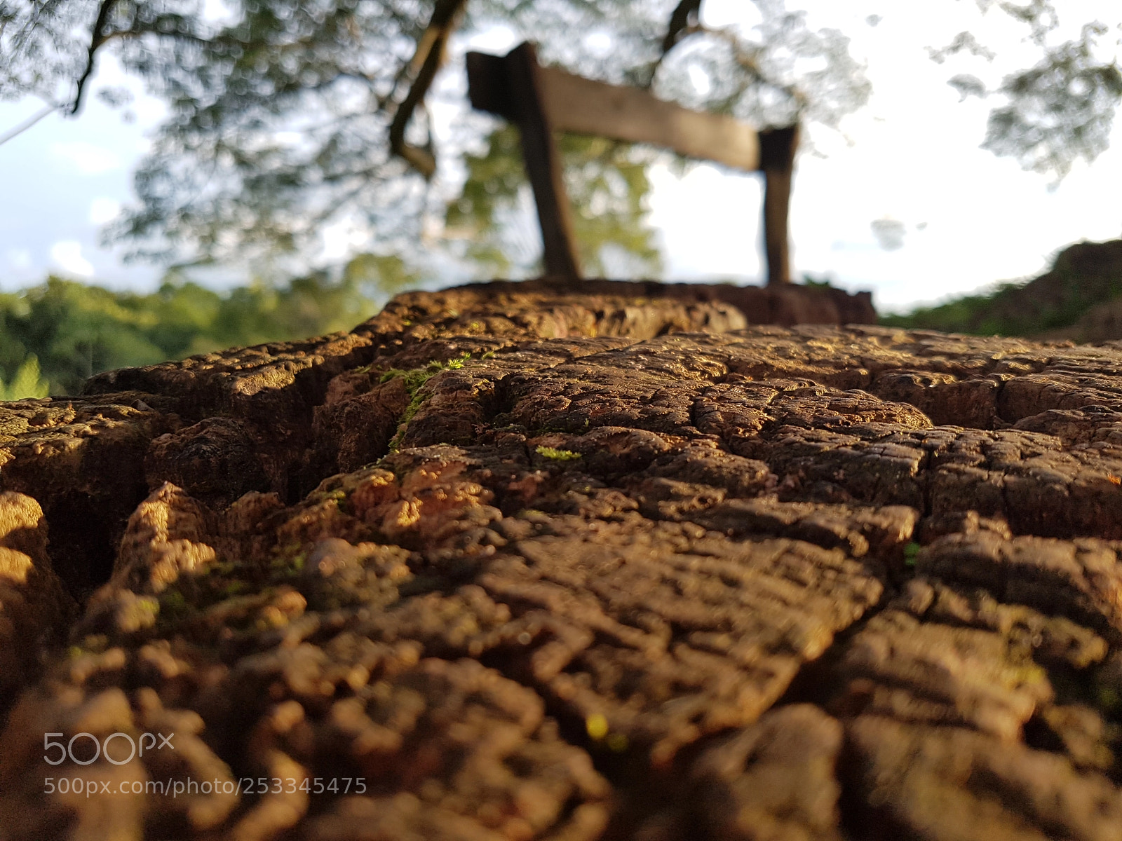 Samsung Galaxy S7 sample photo. Root photography