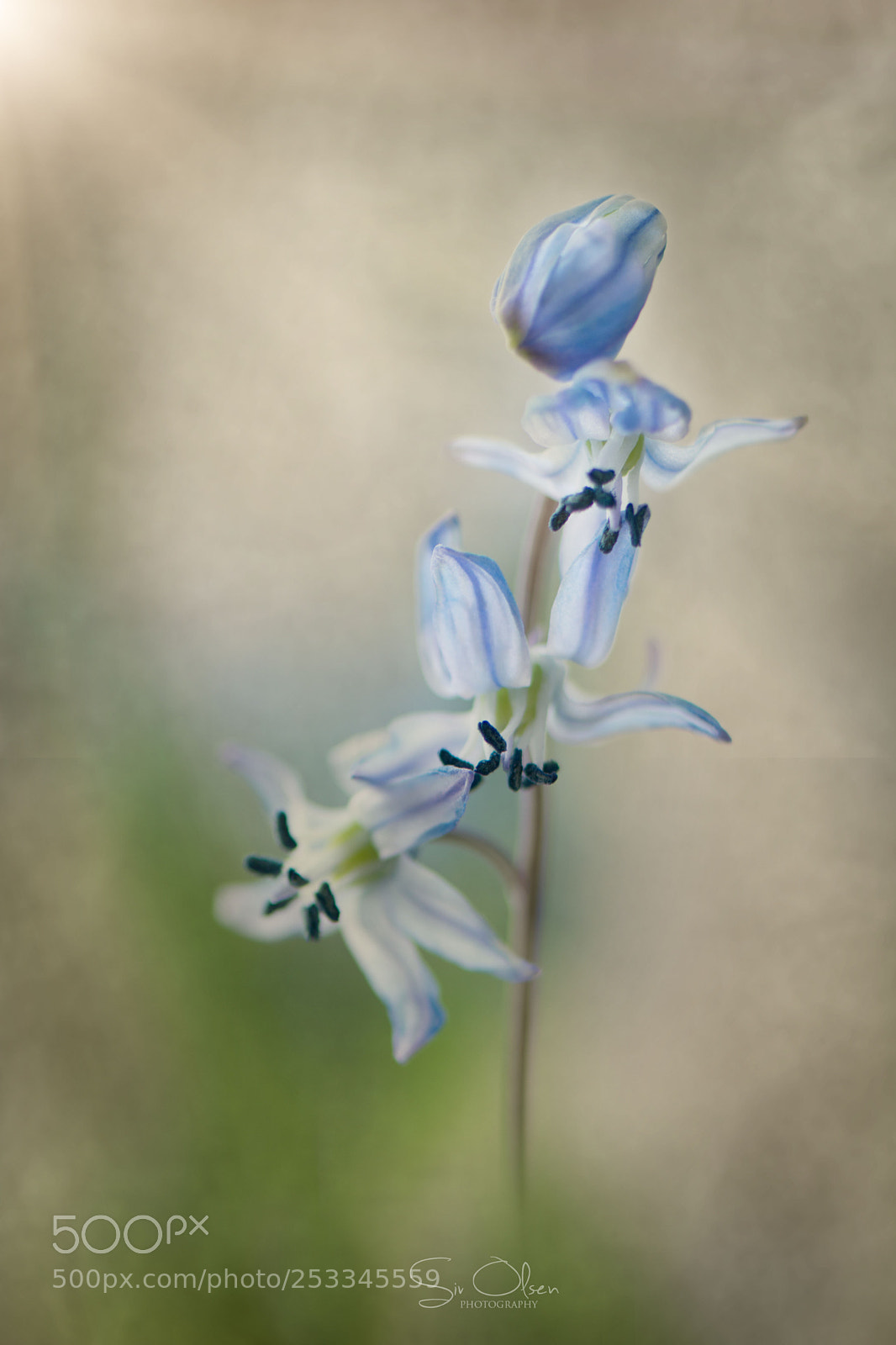 Nikon D7100 sample photo. ~ blue bells ~ photography