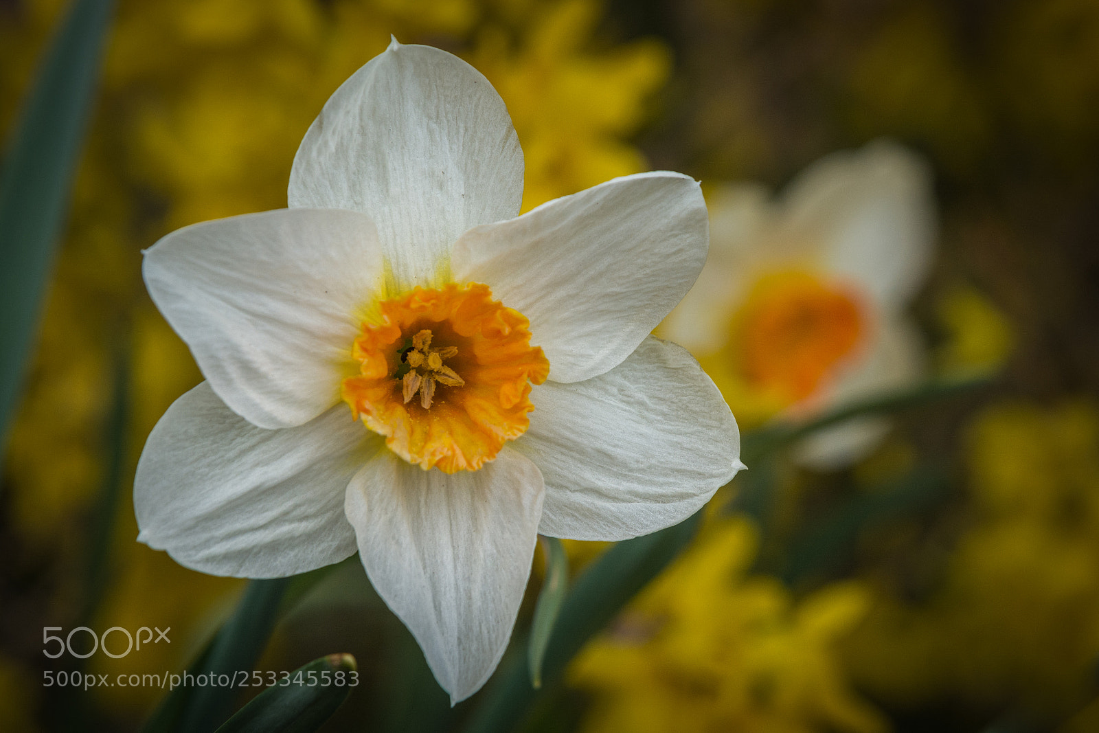 Nikon D7100 sample photo. Spring photography
