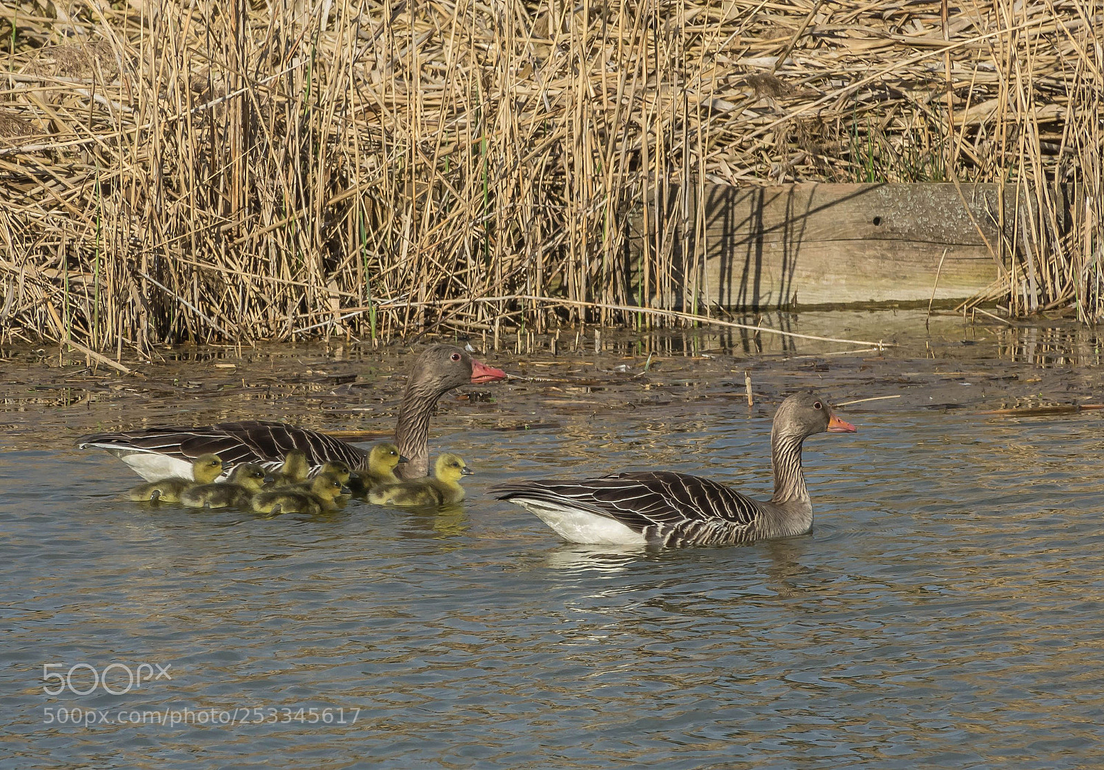 Sony Cyber-shot DSC-RX10 III sample photo. Geese family photography
