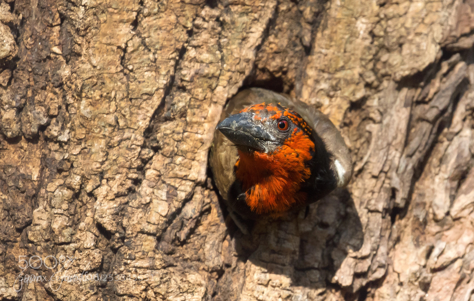 Canon EOS 7D Mark II sample photo. Black-collared barbet about to photography