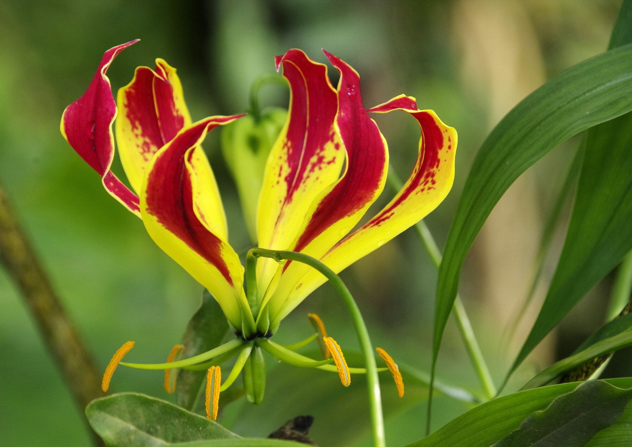 Pentax K-70 sample photo. Wonderful flower photography