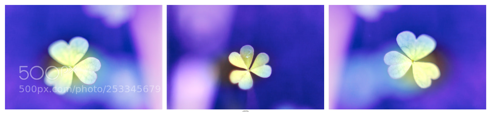 Canon EOS 50D sample photo. Triptic photography