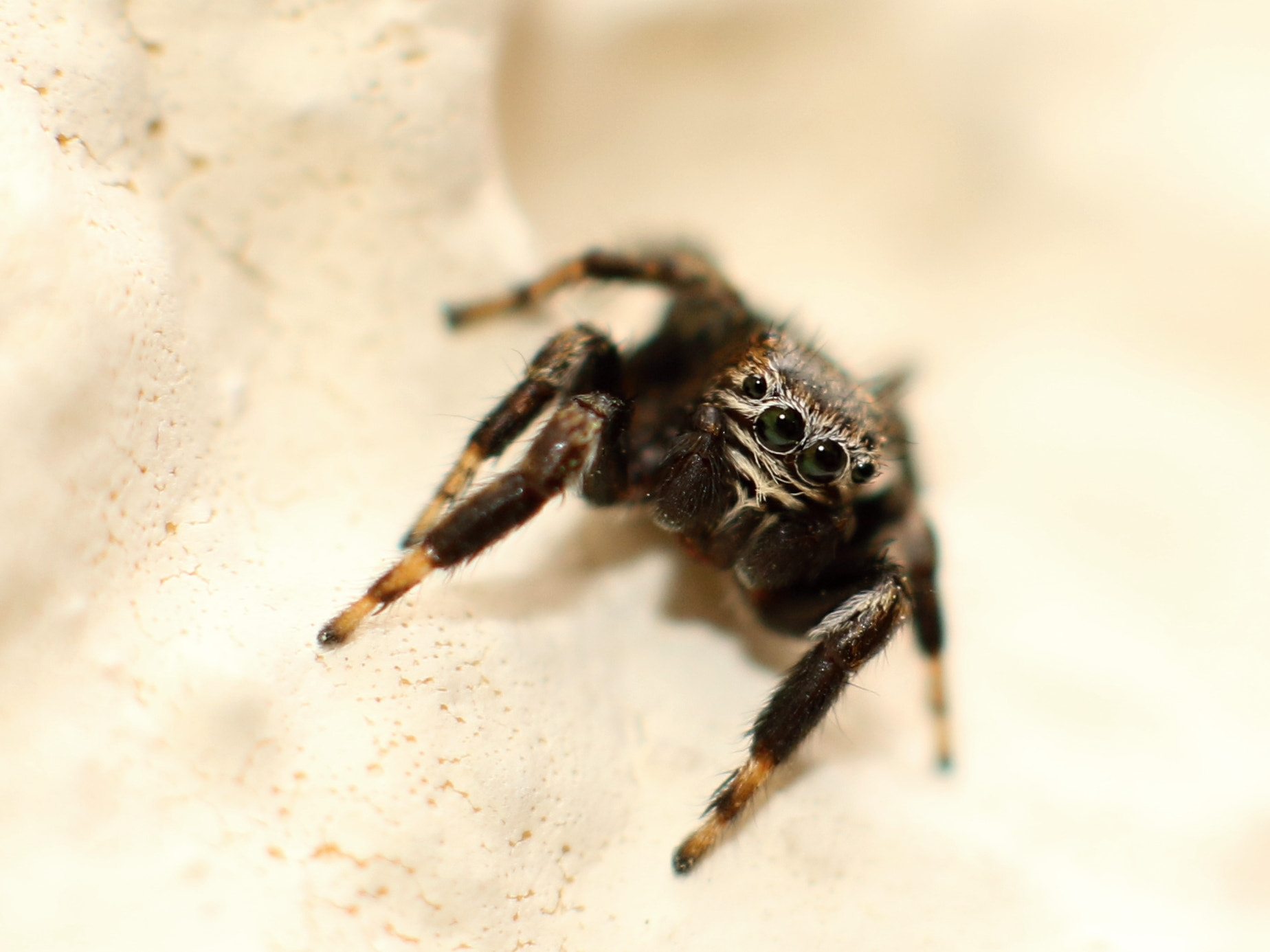 Canon EOS 7D Mark II + Canon EF 50mm F1.4 USM sample photo. Spider photography