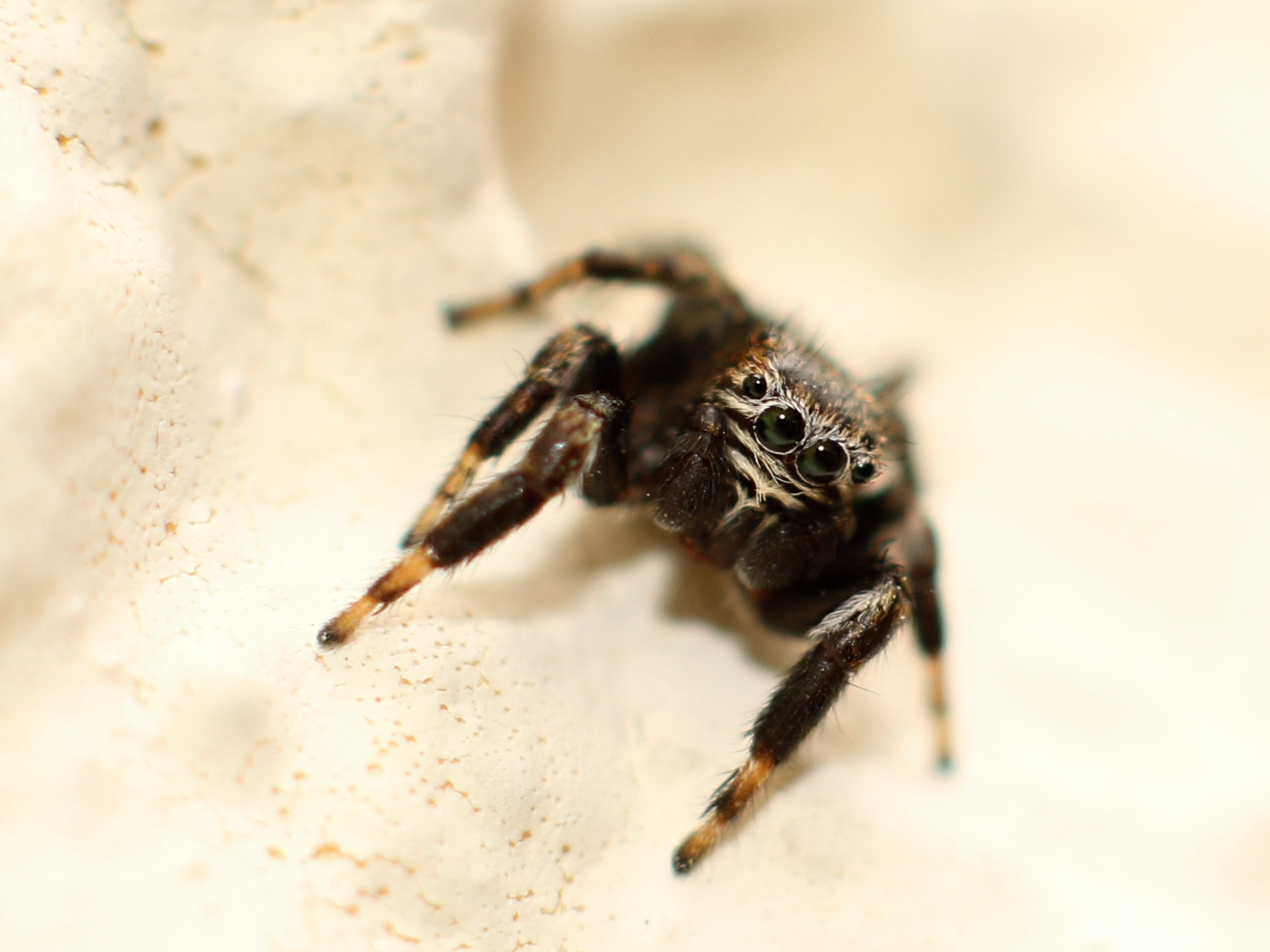 Canon EF 50mm F1.4 USM sample photo. Spider photography