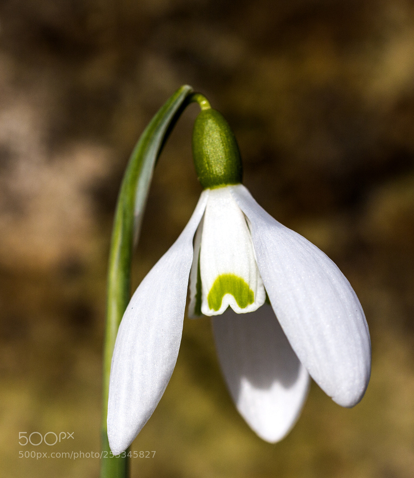 Canon EOS 700D (EOS Rebel T5i / EOS Kiss X7i) sample photo. Snowdrop photography