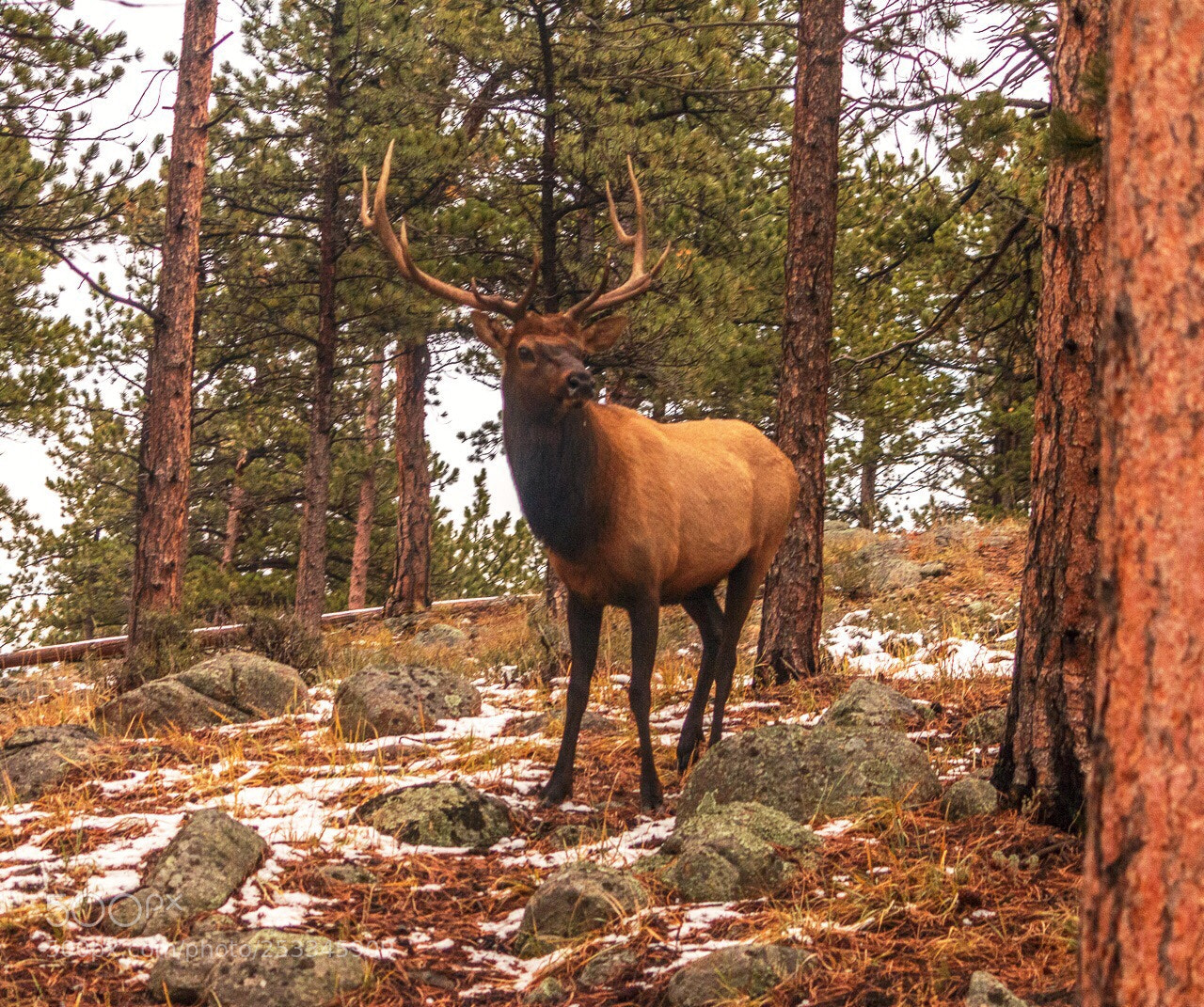 Canon EOS 70D sample photo. 2018 rmnp  photography