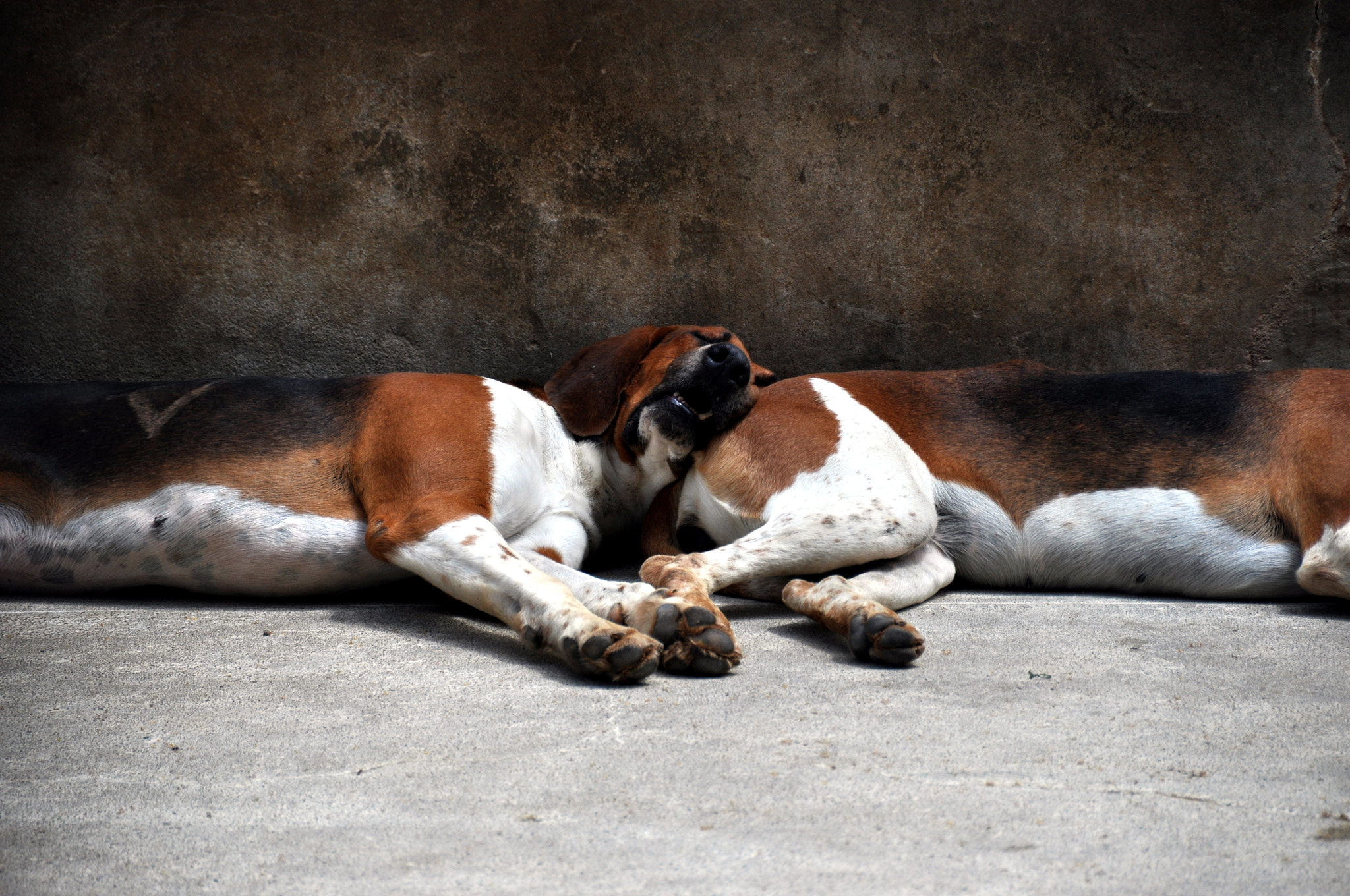 Nikon D90 sample photo. Kennel at cheverny photography
