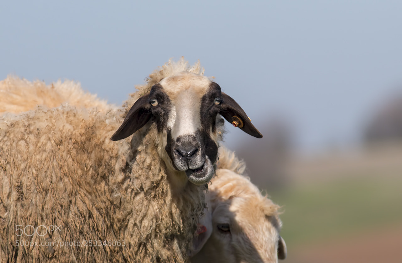 Canon EOS 70D sample photo. Sheep photography