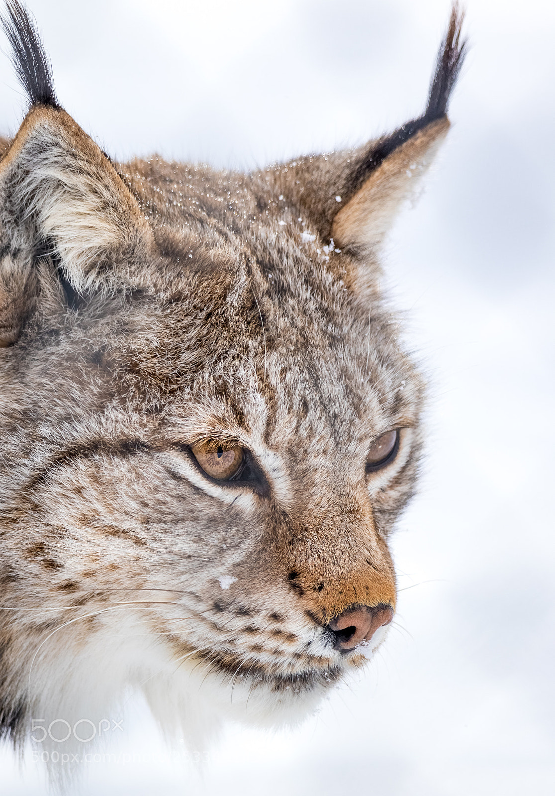 Canon EOS 80D sample photo. Eurasian lynx - polar photography