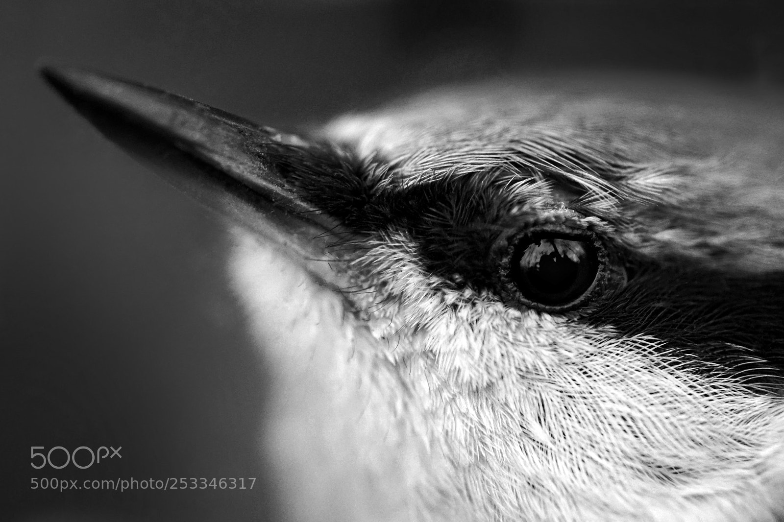 Sony a7 II sample photo. Resting nuthatch photography