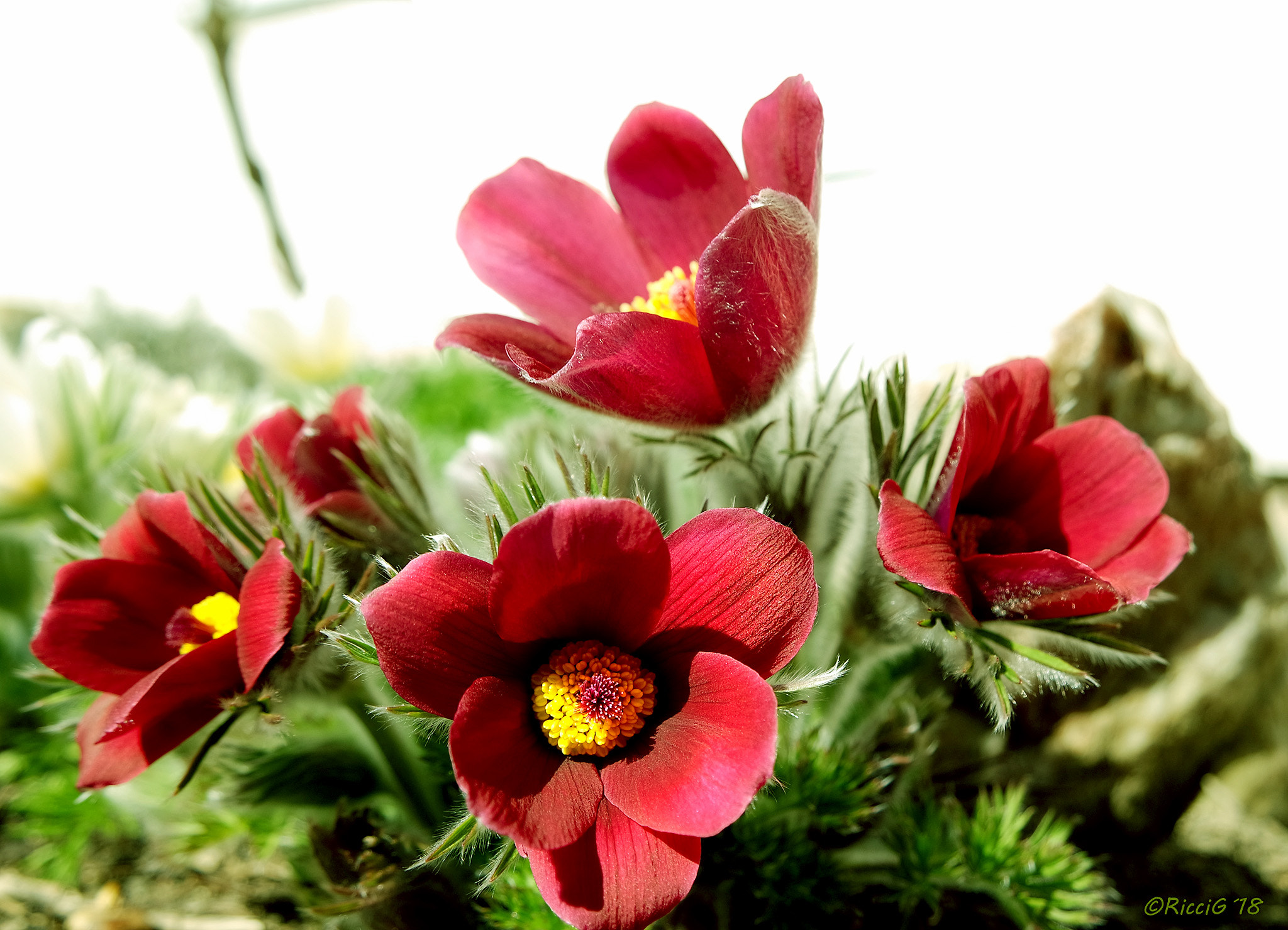 Samsung NX3300 sample photo. Beautiful red flowers photography