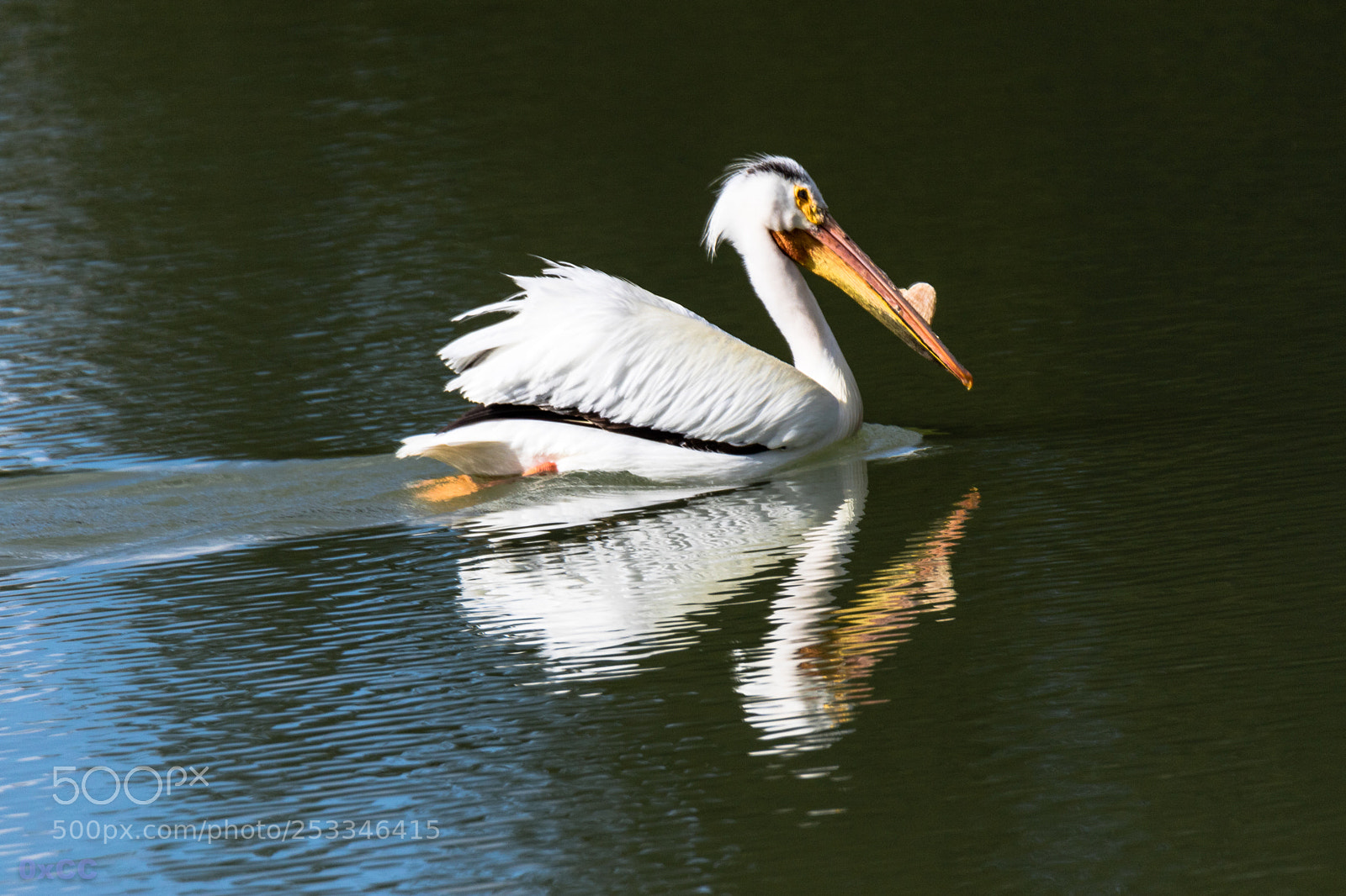Canon EOS 7D Mark II sample photo. Pelican photography
