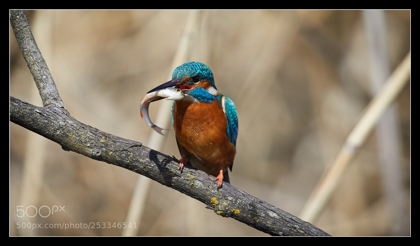 Canon EOS 5D Mark IV sample photo. Lunch time photography