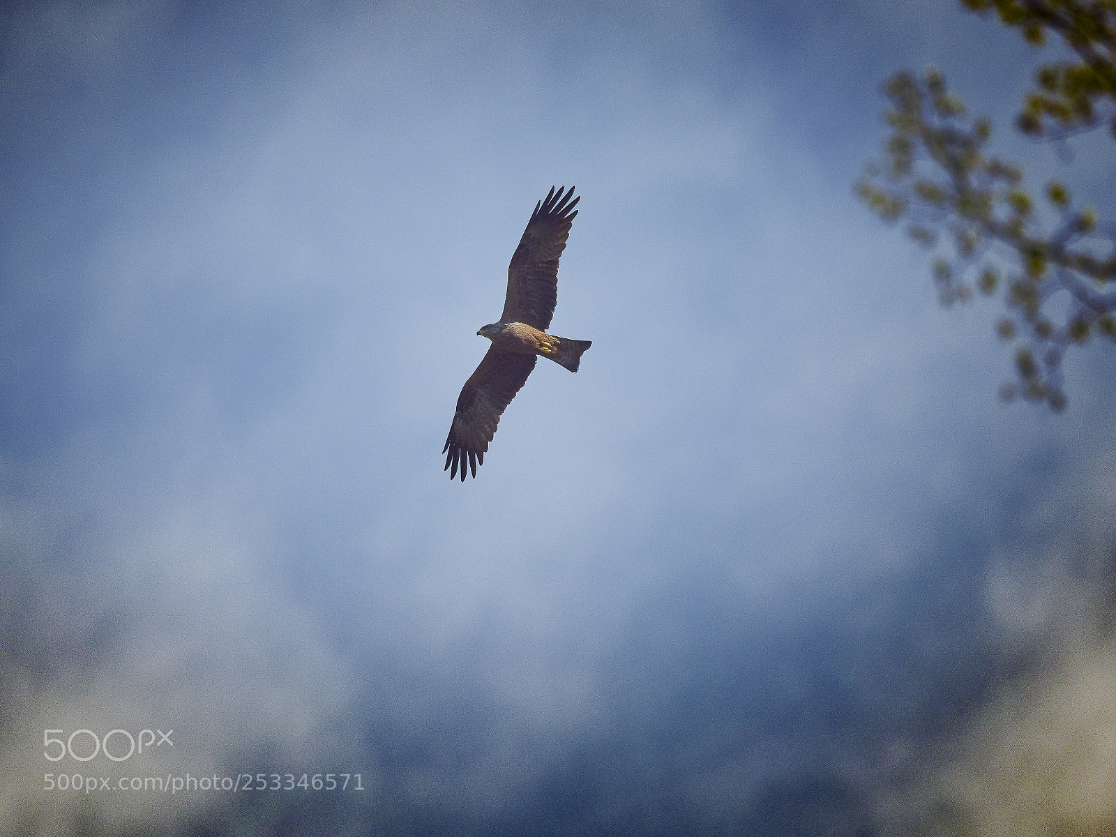 Olympus OM-D E-M1 Mark II sample photo. Red kite photography