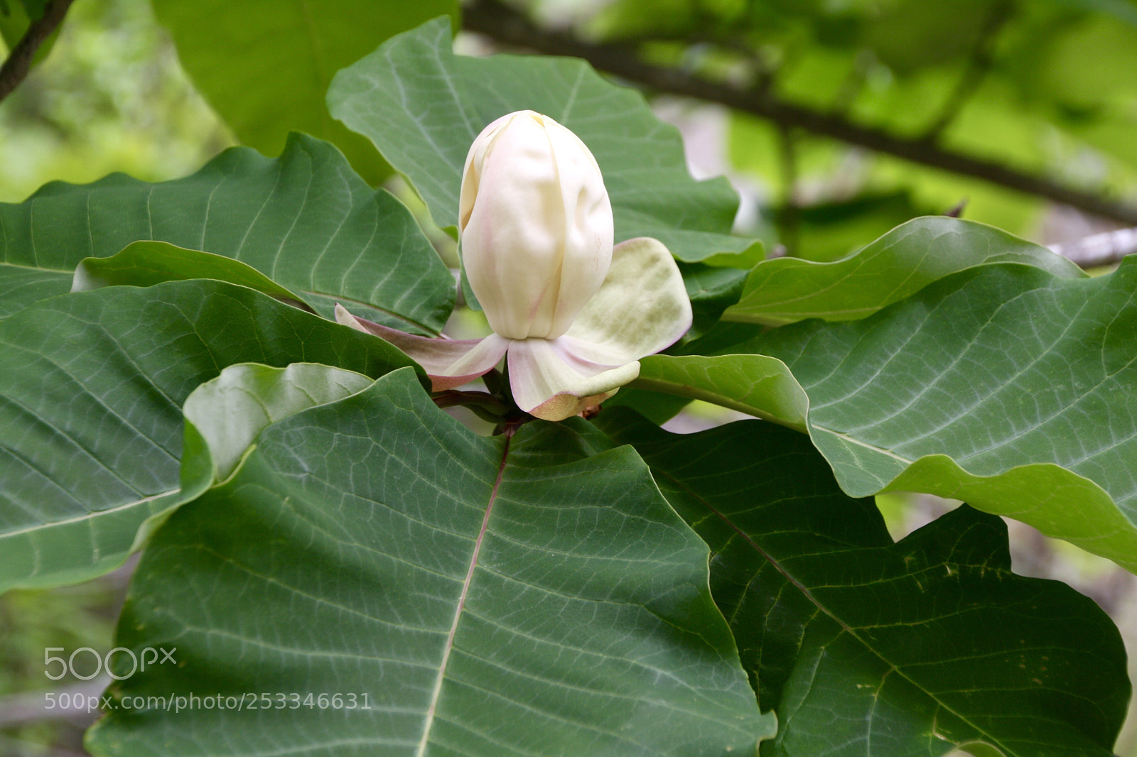 Canon EOS 1000D (EOS Digital Rebel XS / EOS Kiss F) sample photo. Spring photography