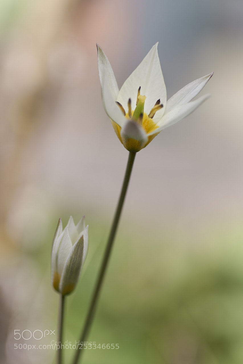 Sony SLT-A99V sample photo. Star tulip photography