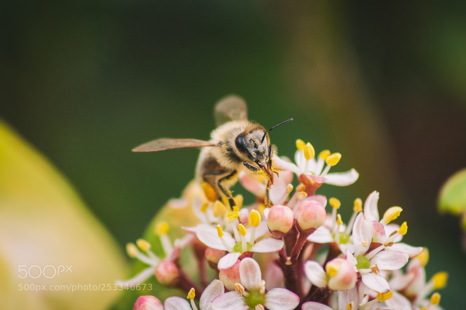 Nikon D5500 sample photo. Bee photography