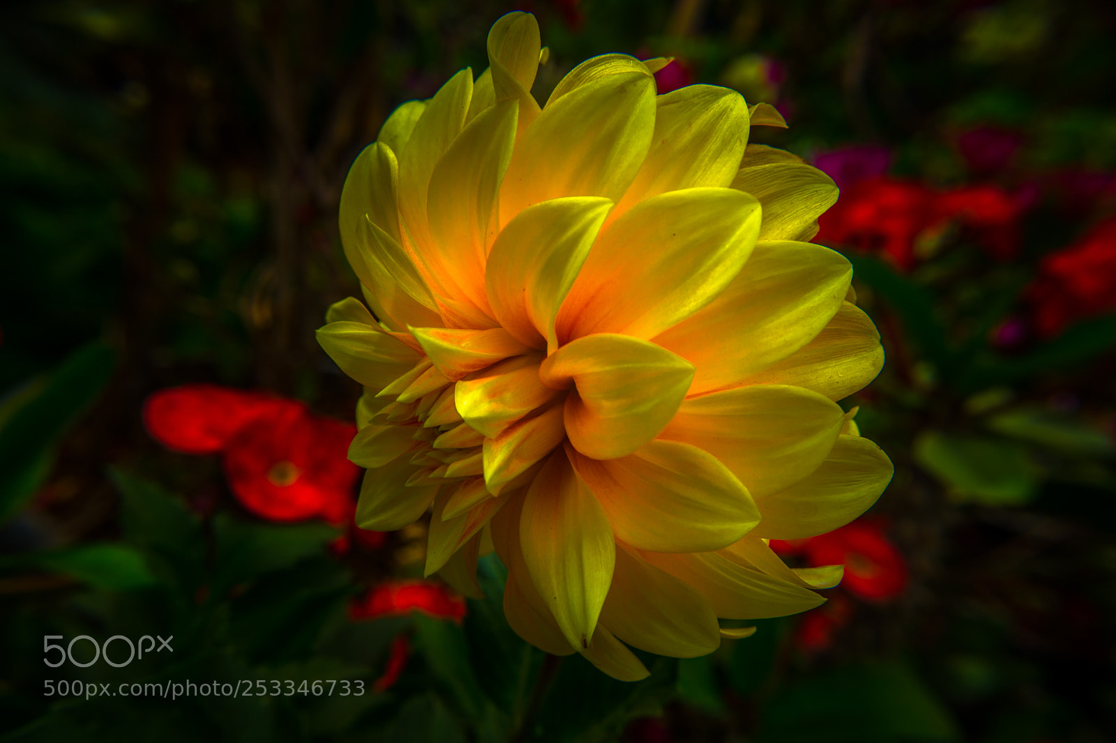 Nikon D5200 sample photo. Flower photography