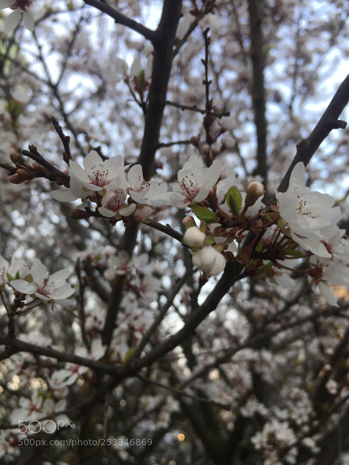 Apple iPhone 6 sample photo. Spring branches with cherry photography