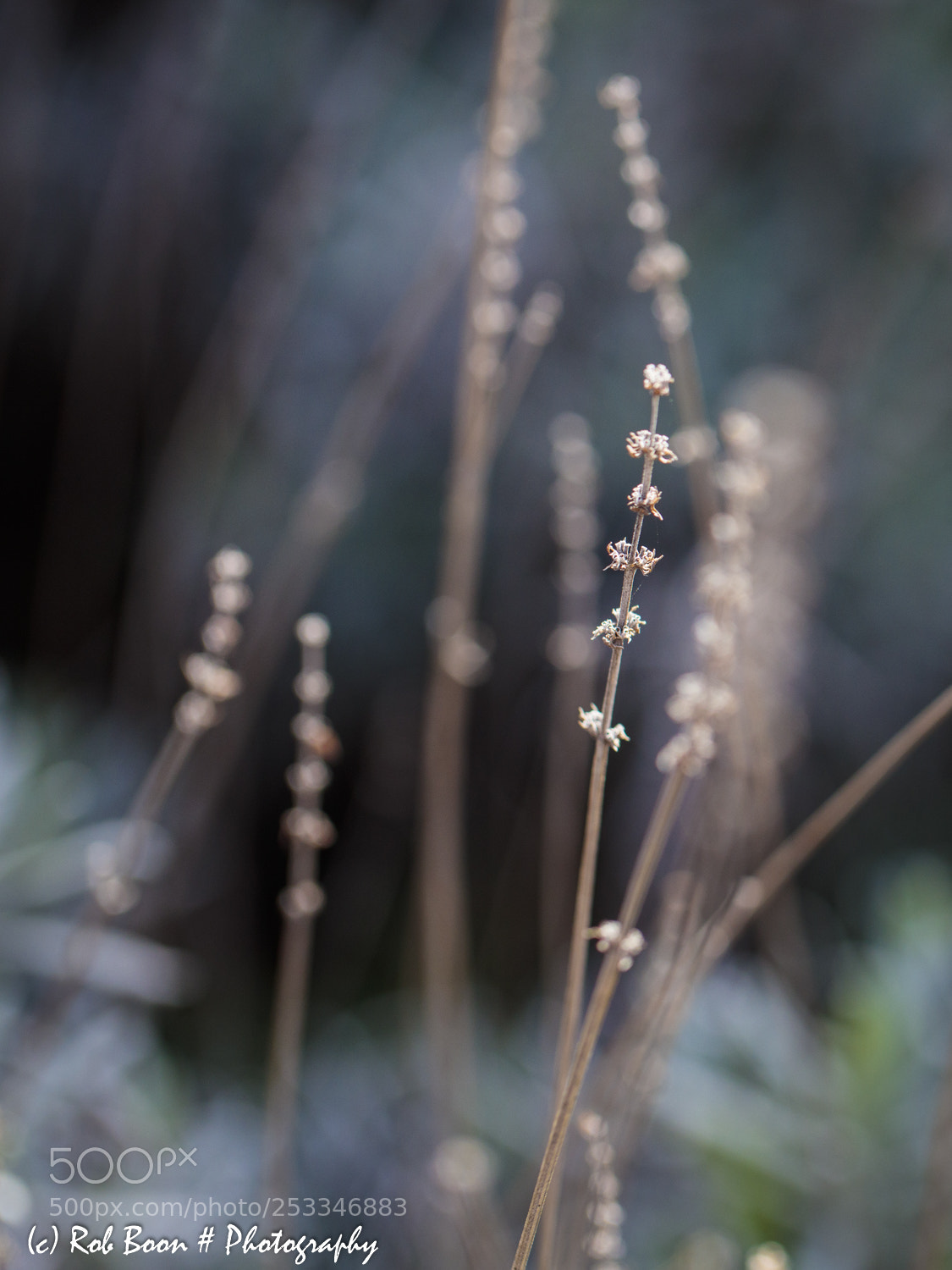 Canon EOS 5DS sample photo. Lavender photography