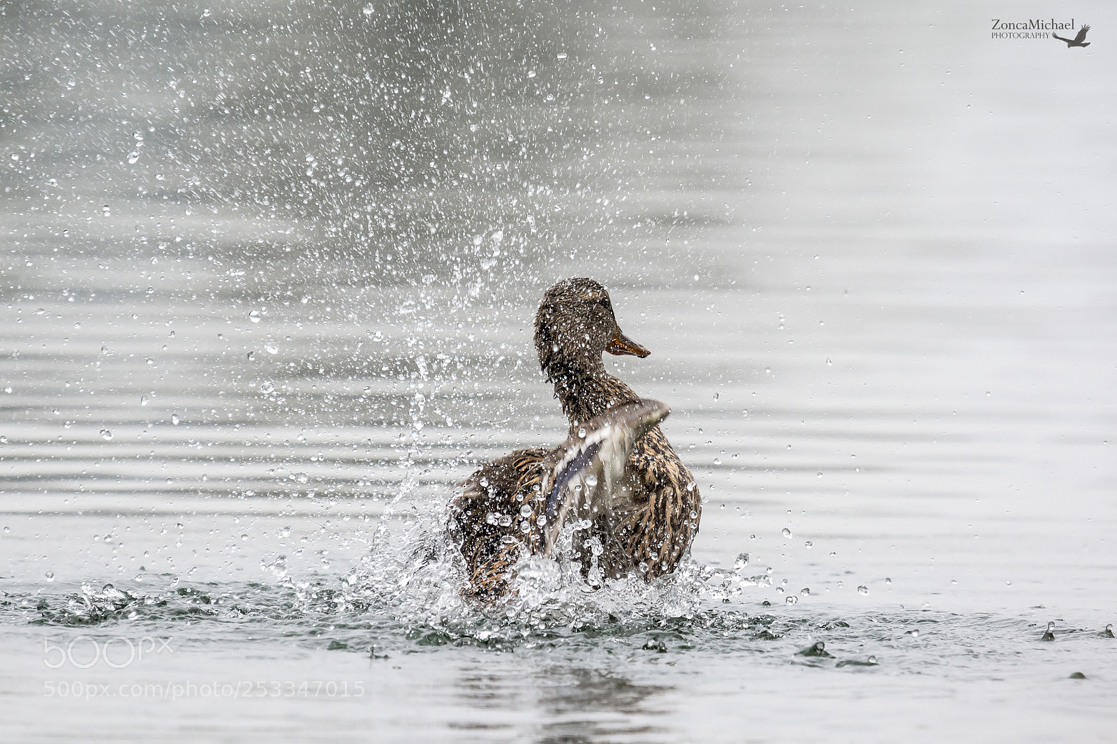 Nikon D7100 sample photo. Bagnetto della germana photography