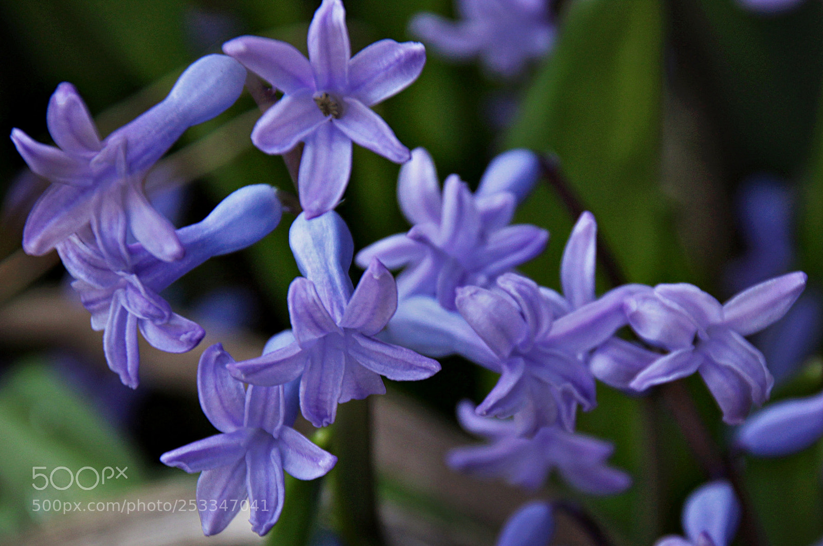 Canon EOS 1300D (EOS Rebel T6 / EOS Kiss X80) sample photo. Purple spring photography