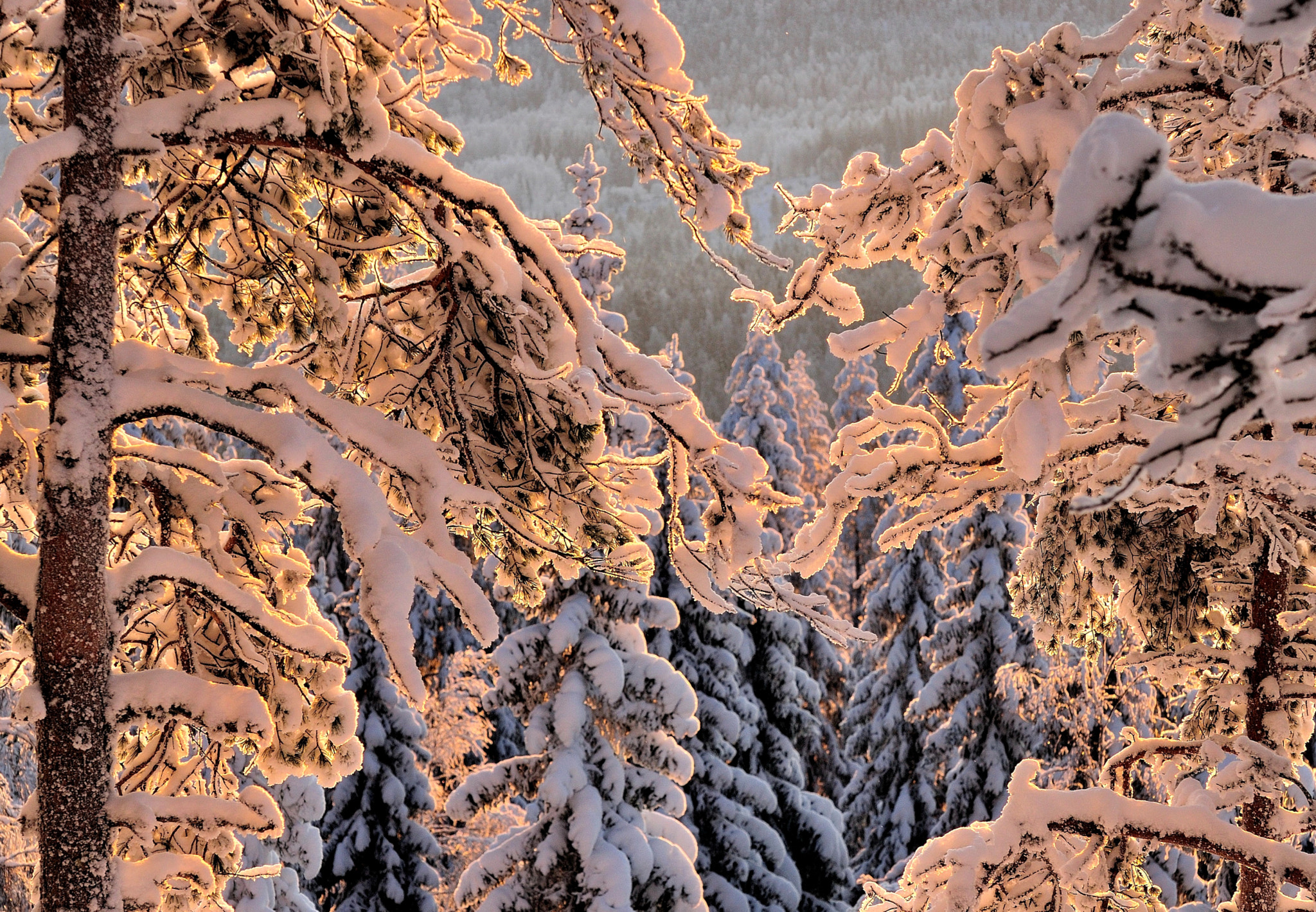 Nikon D5000 sample photo. Winter sunset photography