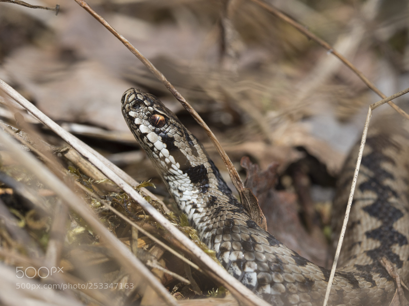 Olympus OM-D E-M1 Mark II sample photo. Zig zag photography