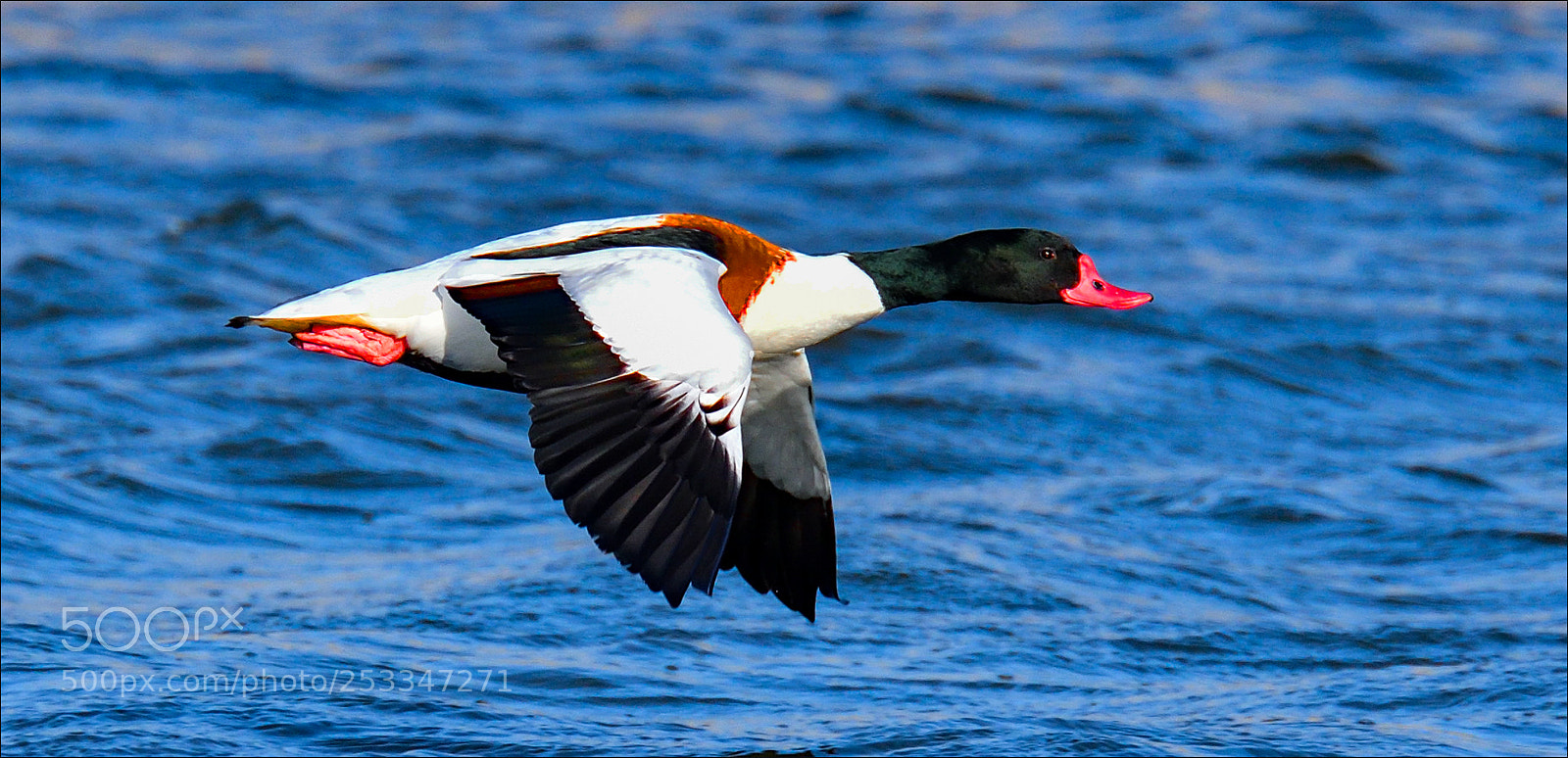 Nikon D500 sample photo. Bergeend photography